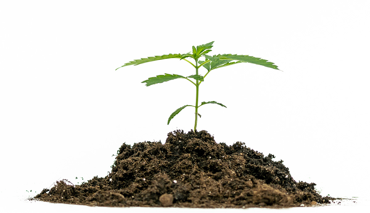 Cannabis Sprout